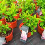 Hortenzia metlinatá (Hydrangea paniculata) ´LIVING COLOURFUL COCKTAIL´® by LIVING CREATIONS® - výška 20-30 cm, kont. C2L